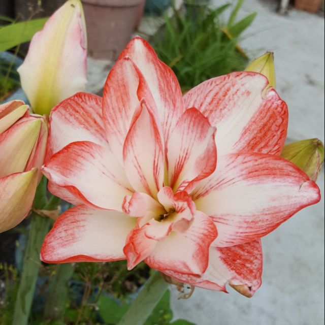 孤挺花球根千禧蓮花座 蝦皮購物