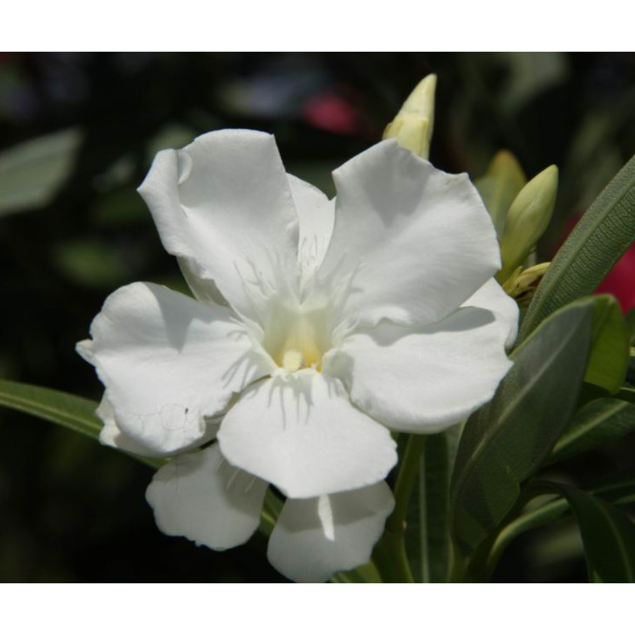 花囍園 園藝觀賞 夾竹桃 白 著花數朵 全年均能開花 3吋黑軟盆 高約15 特價140 蝦皮購物