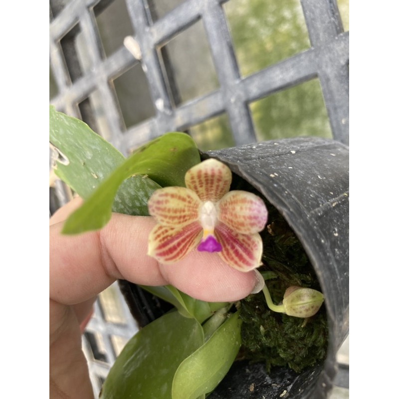 稀少 原生種 Phal.javanica 爪哇蝴蝶蘭 蝴蝶蘭 蘭花 orchid 香味 好照顧 新手首選