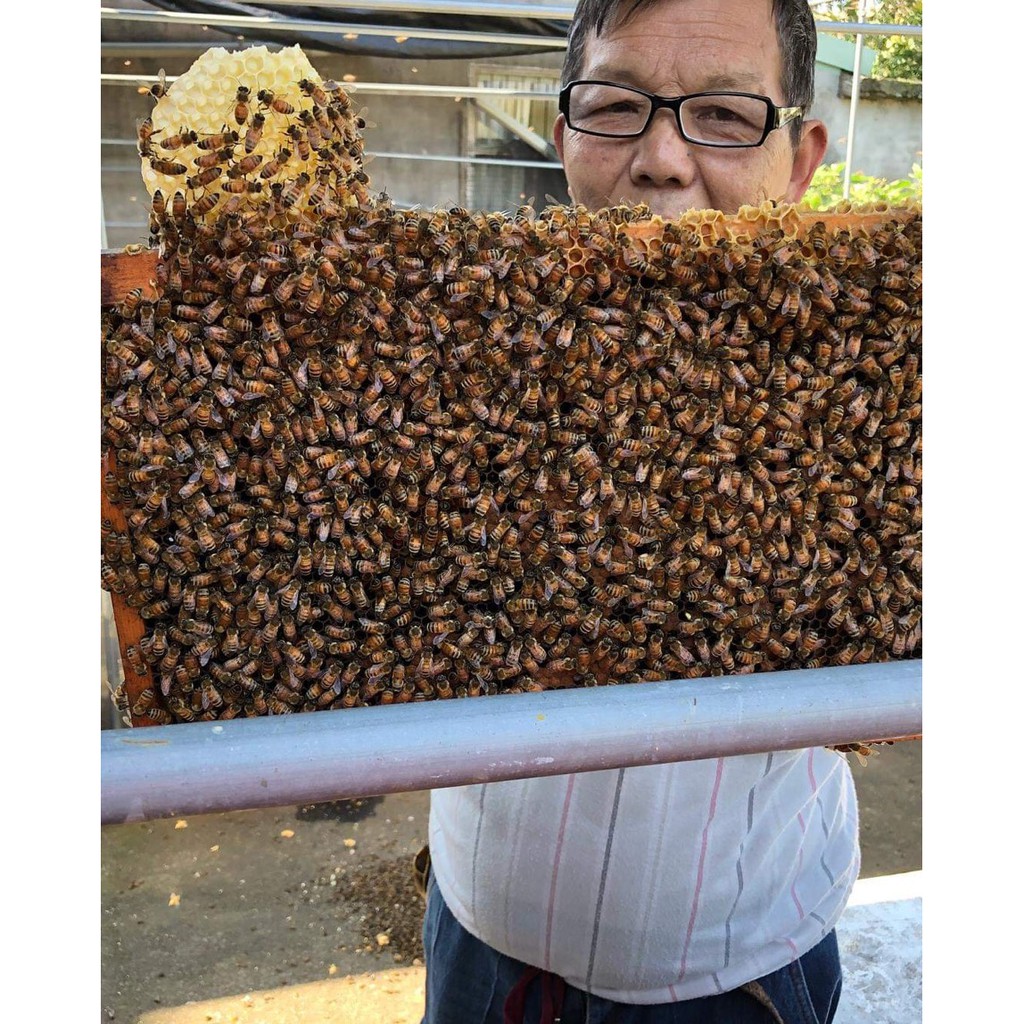 【限量】明煌養蜂場 2020年台中市國產蜂蜜品質評鑑《頭等獎》 龍眼蜜