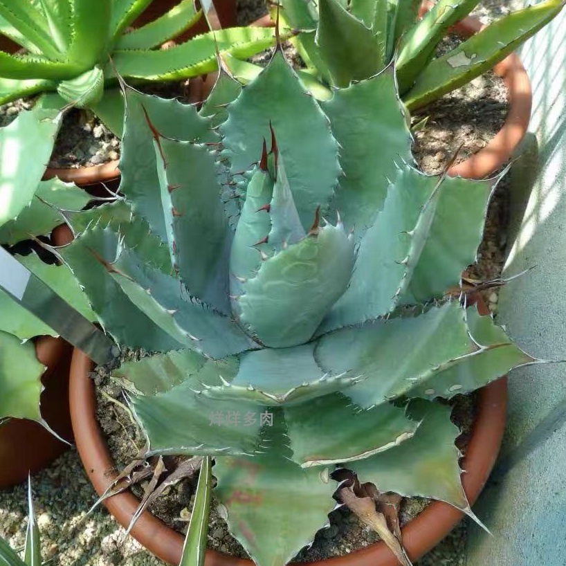 買取り実績 B03 植木鉢 陶器鉢 アガべ チタノタ 多肉植物 龍舌蘭