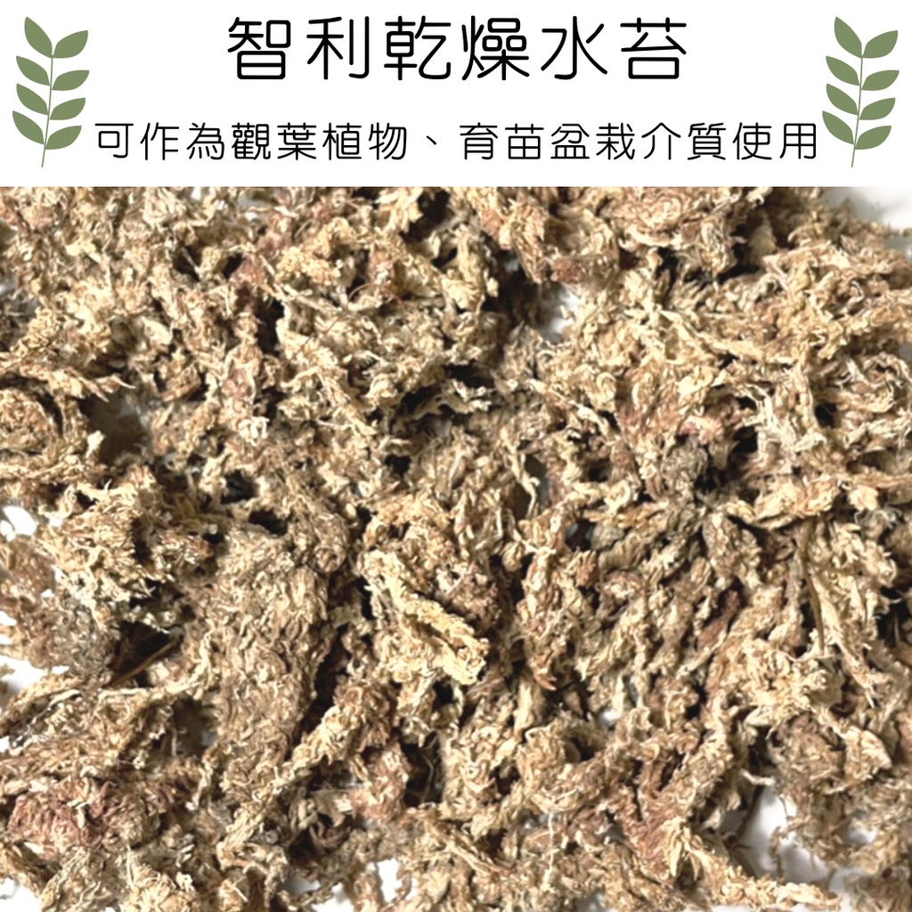乾燥水苔 Ptt Dcard討論與高評價網拍商品 21年9月 飛比價格
