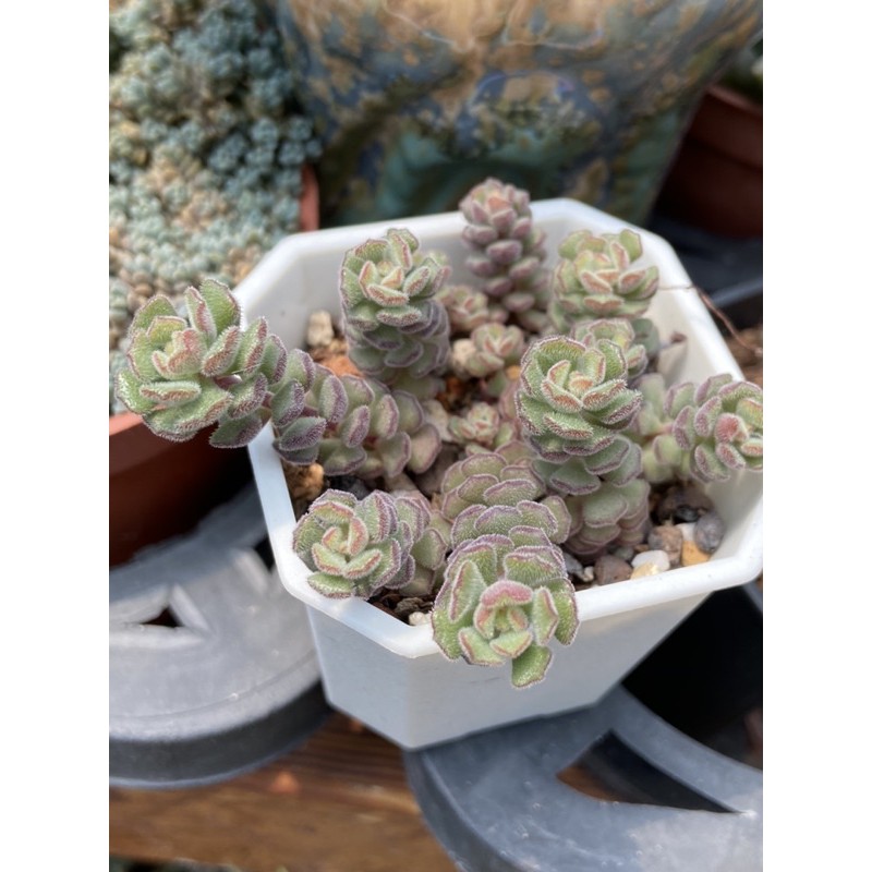 519uncle 多肉植物 毛小玉 春之奇蹟多肉進口組盆療癒植物519大叔的多肉園 蝦皮購物