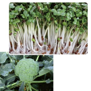 青花菜苗萃取 優惠推薦 21年7月 蝦皮購物台灣