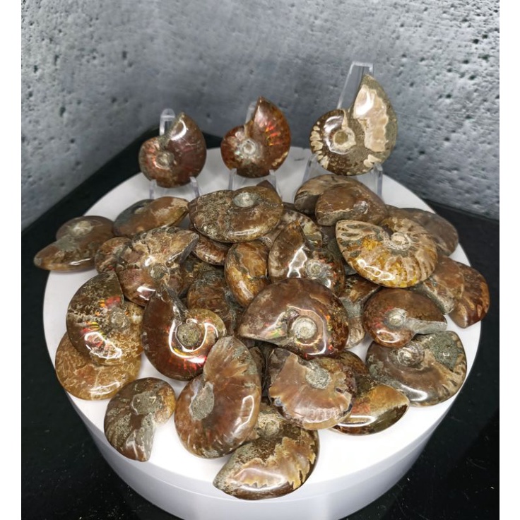 [海洋之芸]  ✨斑彩螺1✨💕天然海螺化石 斑彩菊石 古生物