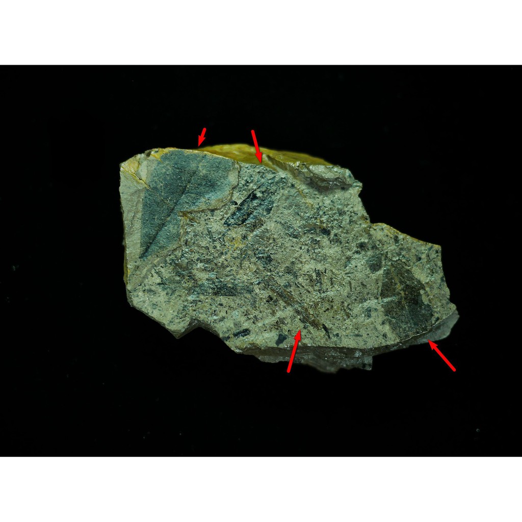 【實物實拍】【現貨】【蝦露】台灣北海岸樹葉化石 (母岩110mm，正面至少有4葉，背面至少有2葉) (實體比照片漂亮)