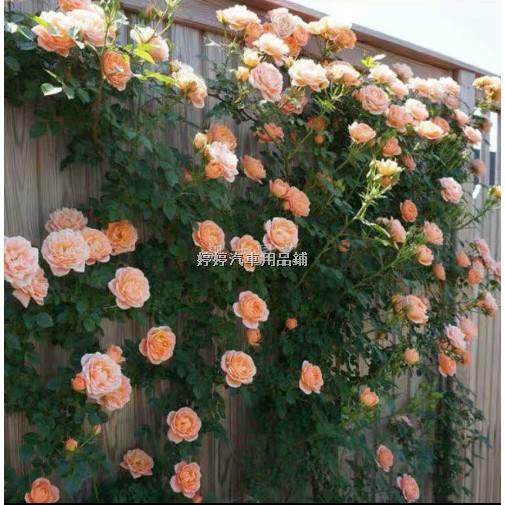 薔薇玫瑰花 Ptt Dcard討論與高評價網拍商品 21年10月 飛比價格