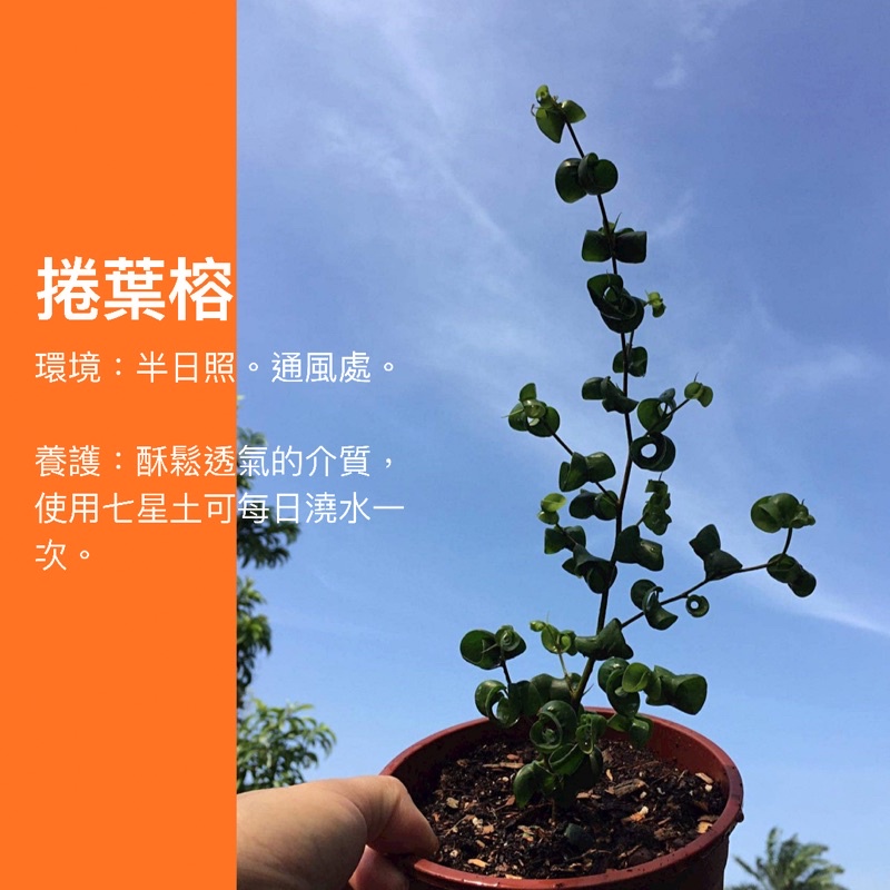 5吋 捲葉榕 卷葉榕 可愛植物 生日禮物 盆栽 斑葉 觀葉植物 網紅植物 室內植物 空氣淨化 陽台植物