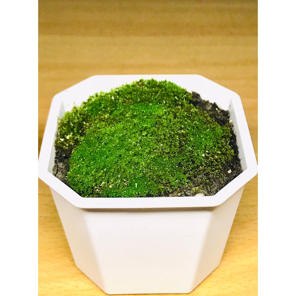 フラワープリント 【是心】盆栽鉢 苔鉢 植木鉢 ぐい呑みほどの大きさ