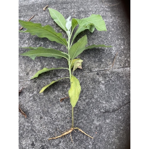 整顆小苗大風草含根莖