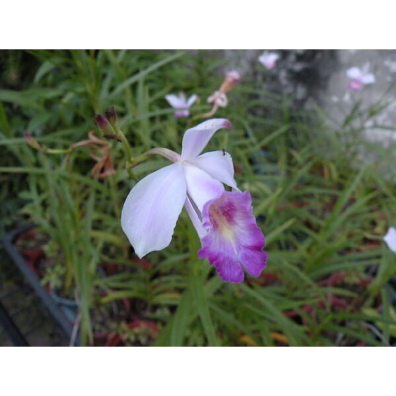 慕花坊二館台灣原生蘭竹葉蘭 鳥仔花 山荸薺 蝦皮購物