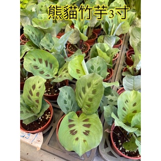 霏霏園藝熊貓竹芋3寸特價48元 原價100元