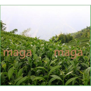 maga茶業高山烏龍茶350元一斤～5斤送半斤~南投茶農直銷批發！