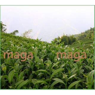 maga茶業高山四季春270元一斤～5斤送半斤【高山四季青茶】270/斤~南投茶農直銷批發！