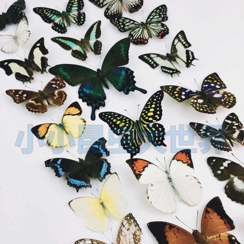 現貨好樣天然真蝴蝶標本昆蟲標本教具教學標本diy展翅蝴蝶原蝶標本 蝦皮購物