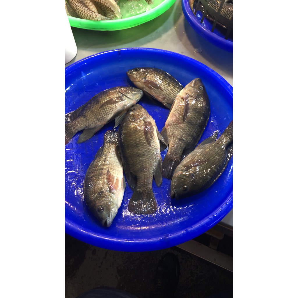 鹹水吳郭魚的價格推薦 21年6月 比價比個夠biggo