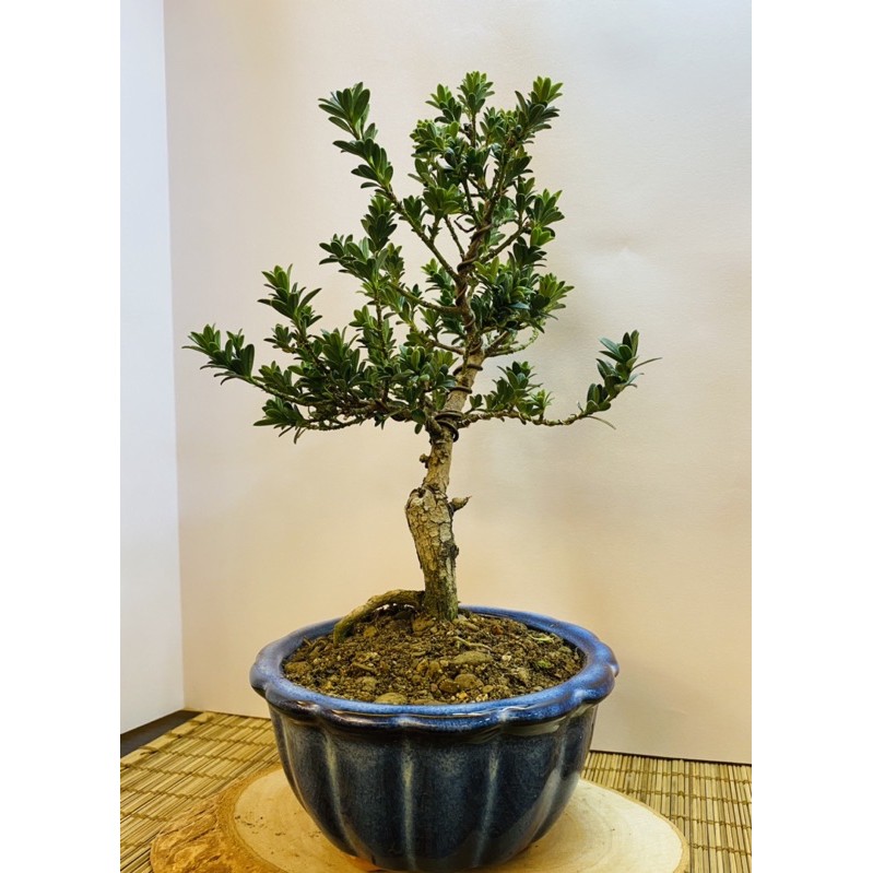 羅漢松金鑽羅漢松極小葉品種老態荒皮盆養多年綠鑽羅漢松小品盆栽 蝦皮購物