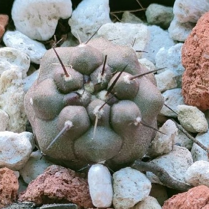 🌸籠の国🌸黑王丸 實生  2cm Copiapoa Cinerea 仙人掌多肉