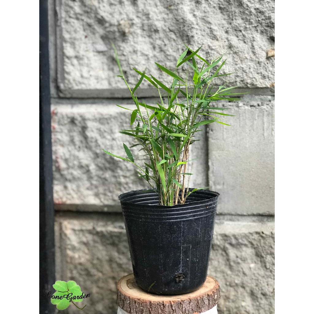 長榮 羽竹 3 5吋盆金絲草小品盆栽觀葉盆栽多本生禾本植物 蝦皮購物