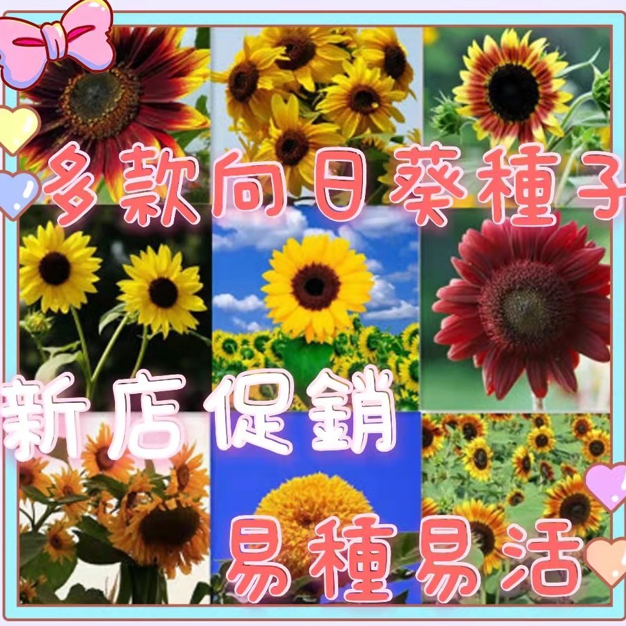 一元購 觀賞向日葵花種花海用向日葵重瓣向日葵紅火輪向日葵四季易種易活奶油綠心向日葵向日葵種子向日葵太陽花 蝦皮購物
