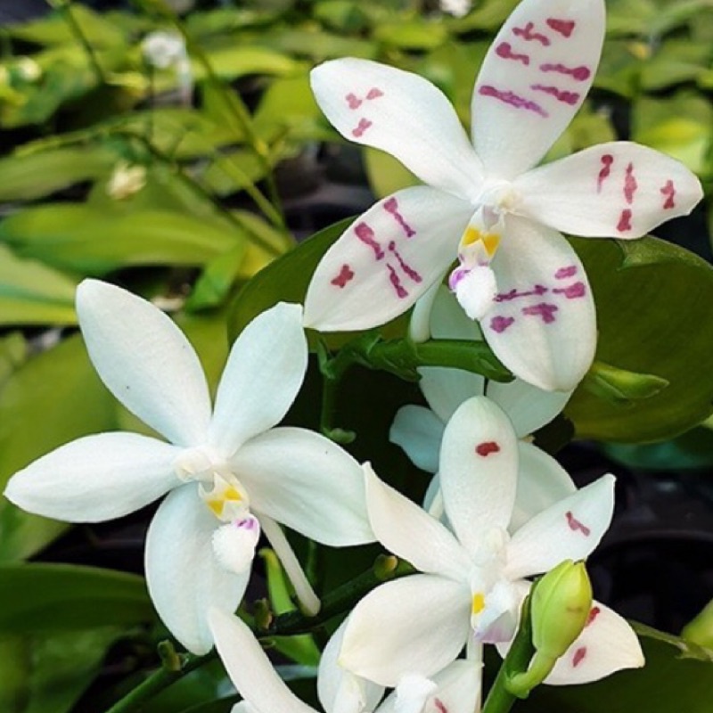 稀少限量 原生種 Phal. tetraspis '斑紋' × sib 蝴蝶蘭 蘭花 花香 續花性