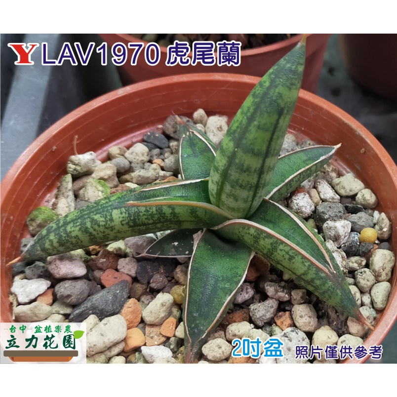 X-LAV1970虎尾蘭 1~3吋盆單株裸根中小苗 短葉虎尾蘭 花苗 台中 立力花園