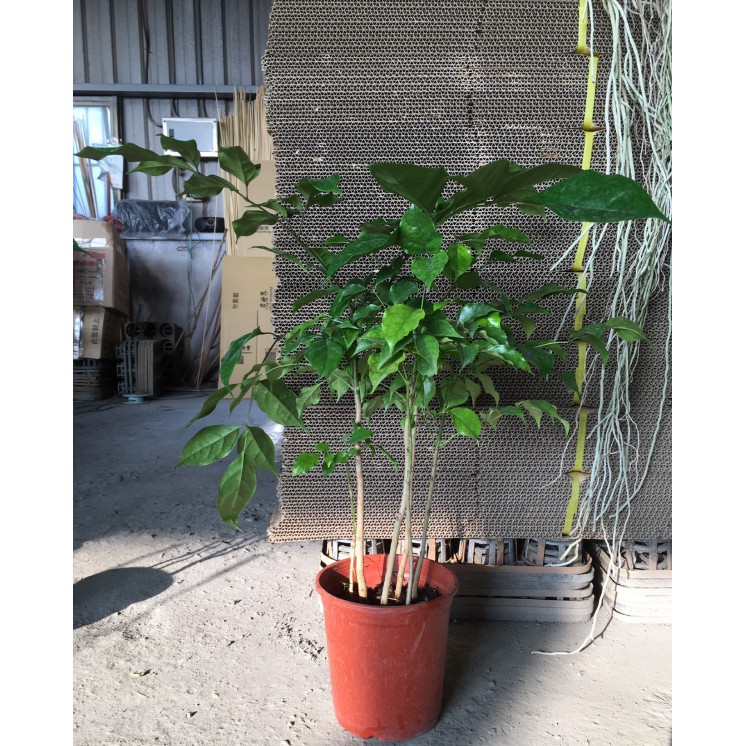 花囍園_喬木觀賞植物—進財樹/聚寶樹--漂亮的傘型~適合送禮/5-6吋高約25-35cm