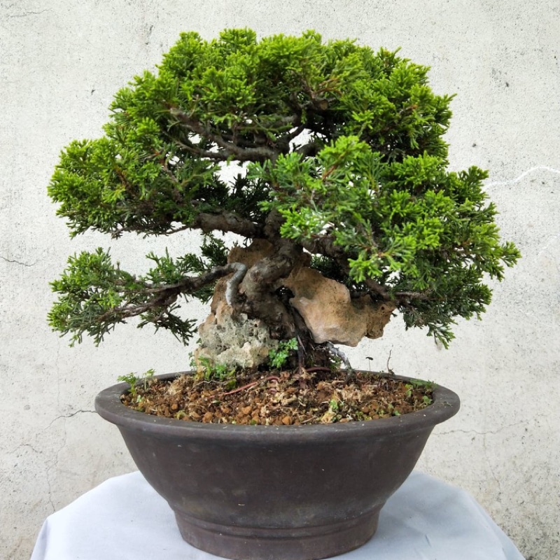 真松柏盆栽的價格推薦 21年9月 比價比個夠biggo