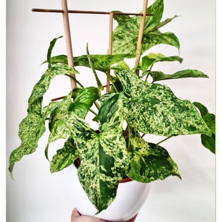 🌵✧植得栽✦【莫吉託合果芋】觀葉植物 天南星 雨林 彩葉芋 觀音蓮 蔓綠絨 龜背芋 斑葉