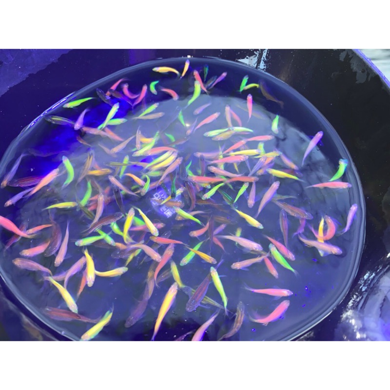 蝦霸 回饋價 螢光魚15隻100元螢光仙子螢光斑馬黃金仙子觀賞魚飼料 蝦皮購物