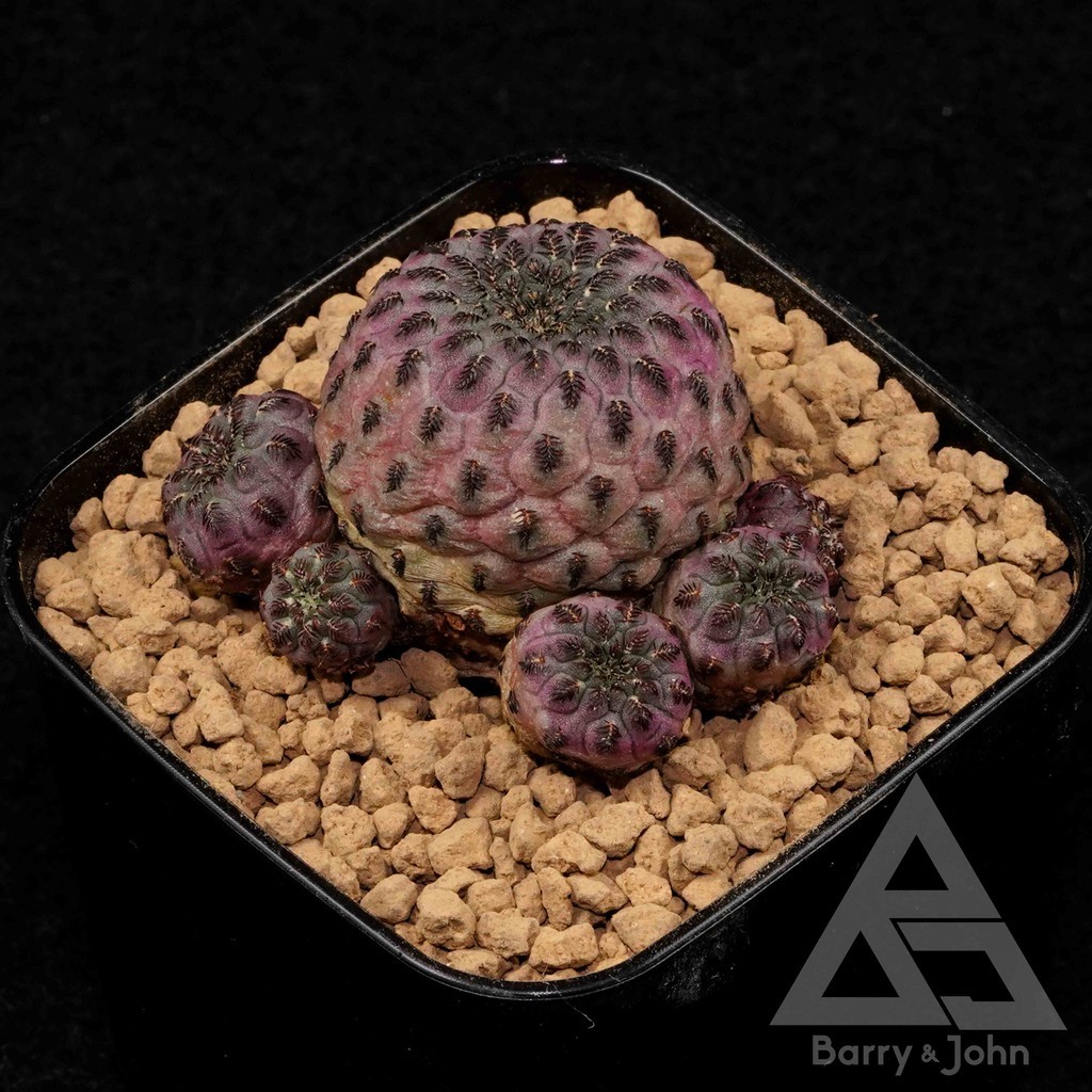 紫麗丸仙人掌 Bj多肉植物 Sulcorebutia Rauschii 蝦皮購物