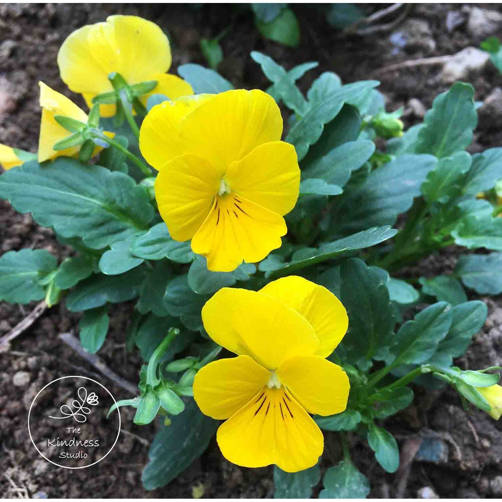 食用花菫菜種子 混色 黃色系列 堇菜 香菫 三色堇 蝦皮購物