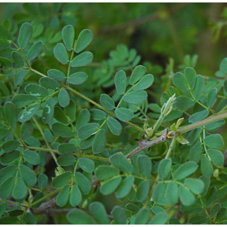 Acacia burkei (Black Monkey Thorn)黑猴刺樹 種子
