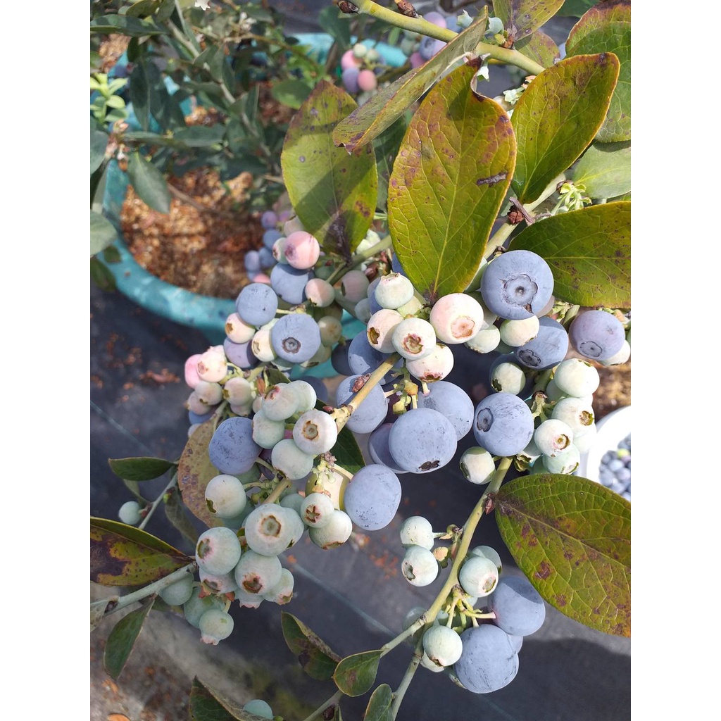 藍莓苗【燦爛(Brigjtwell)】3.5吋淺軟黑盆、6吋盆栽。