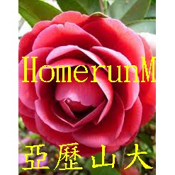 Ztj正黃旗茶花種子3粒正黃旗山茶花六面錦十八學士火龍珠粉東洋茶花鶴翎紅赤丹甘貝爾玉玲瓏茶花種子