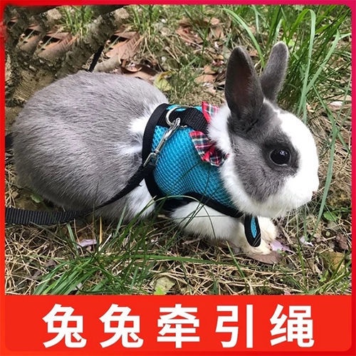 春季 兔子牽繩 兔子牽引繩 溜兔繩兔子牽引繩防掙脫背心式小型遛兔子神器兔子繩子兔子用品