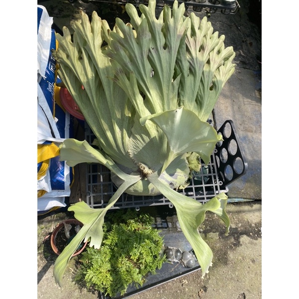 女王 巨獸 鹿角蕨 蕨類 植物 觀葉 新生入門 經典 爆根﹝CarnivoRUs 珍奇植物﹞