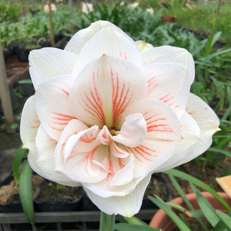 編號6 孤挺花 荷蘭孤重瓣nymph 寧芙 蝦皮購物