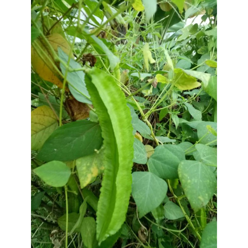 盆栽趣 四角豆 羊角豆種子1顆5元 蝦皮購物