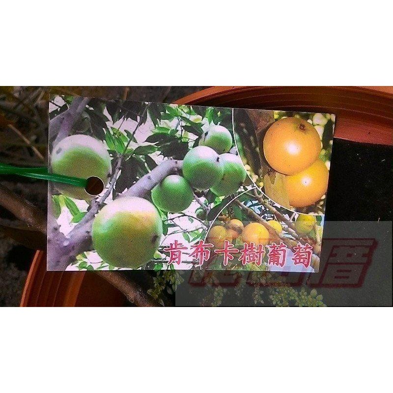 水果苗  肯布卡樹葡萄 (嫁接苗)  5吋盆高25-30cm大果黃樹葡萄 佳貝果【花田里】