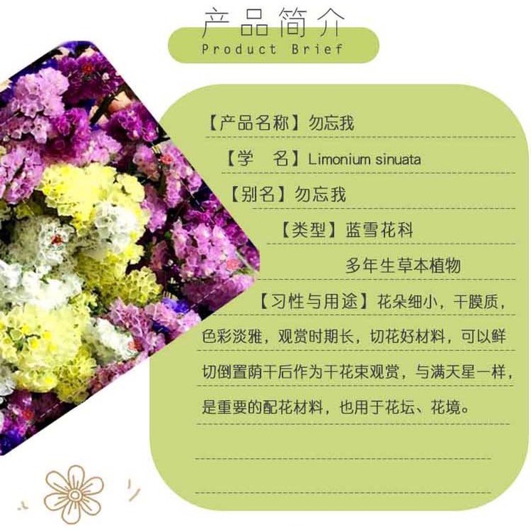 小鮮肉肉 藍色勿忘我種子 10粒裝 四季易播陽台易種為愛而種的花花卉植物 蝦皮購物