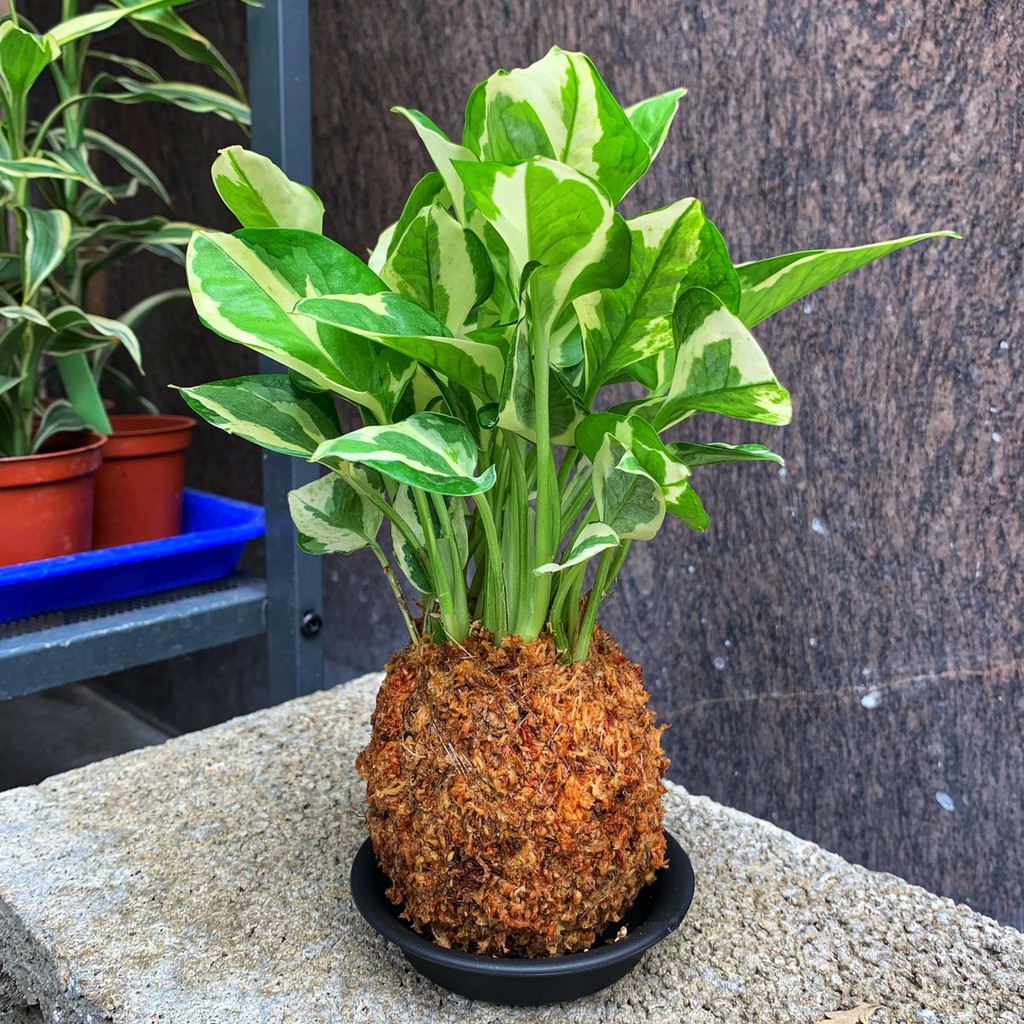 斑葉黃金葛 療癒系苔球苔球苔玉淨化空氣室內植物觀葉植物辦公室小物 蝦皮購物