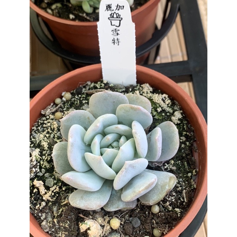 麗加蘭園 多肉植物 雪特 蝦皮購物