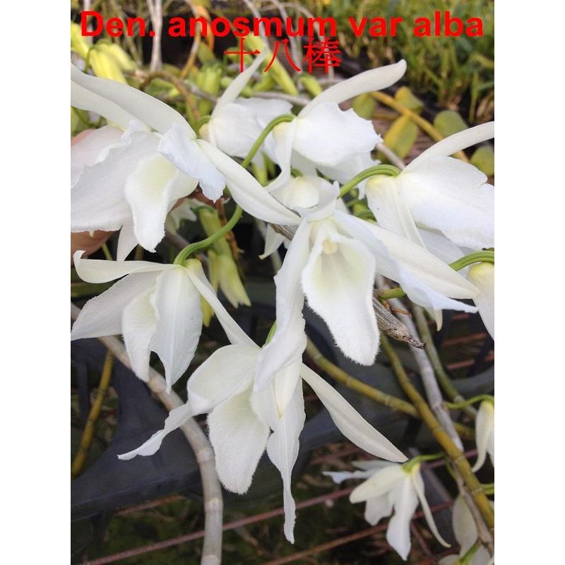 【上賓蘭園】石斛蘭 Den. anosmum var alba 2.5吋盆 植株 花大朵 十八磅