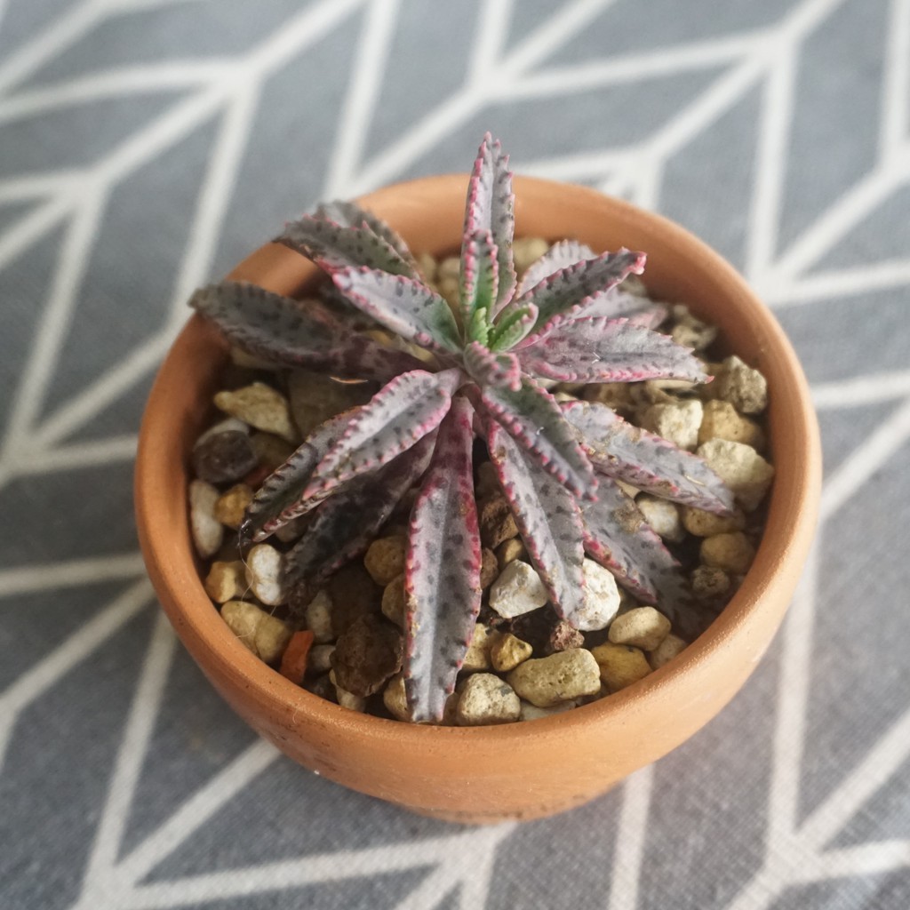 S E 多肉植物多肉不死鳥粉蝶 紫蝶落地生根裸根不附盆盆栽綠化植物非一物一拍大株先出成株 蝦皮購物