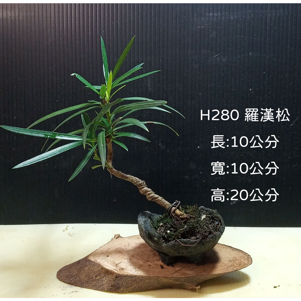 逸林   H280  羅漢松  觀賞用  小品盆栽