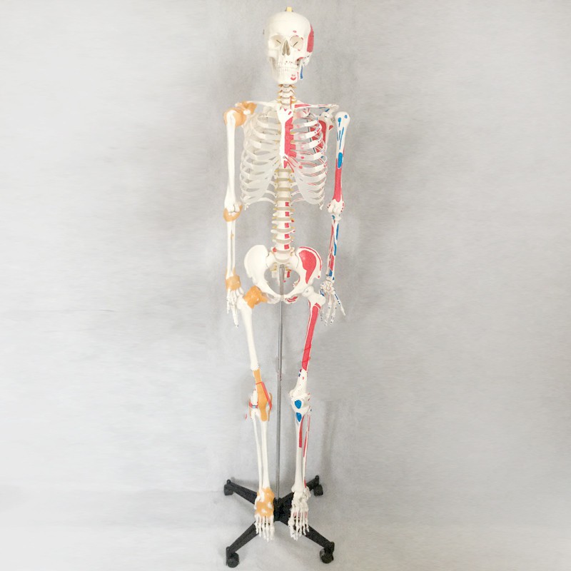 可開發票 170cm骨骼附肌肉著色及韌帶模型 高級人體骨骼模型 美術 藝用 標準骨骼骨架 教學教具模型ARGU客滿來