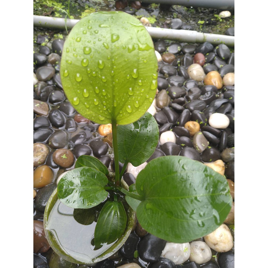 阿馨水草屋 水草造景 皇冠草系列 霸王皇冠 水上葉 超好轉水中葉喔 蝦皮購物