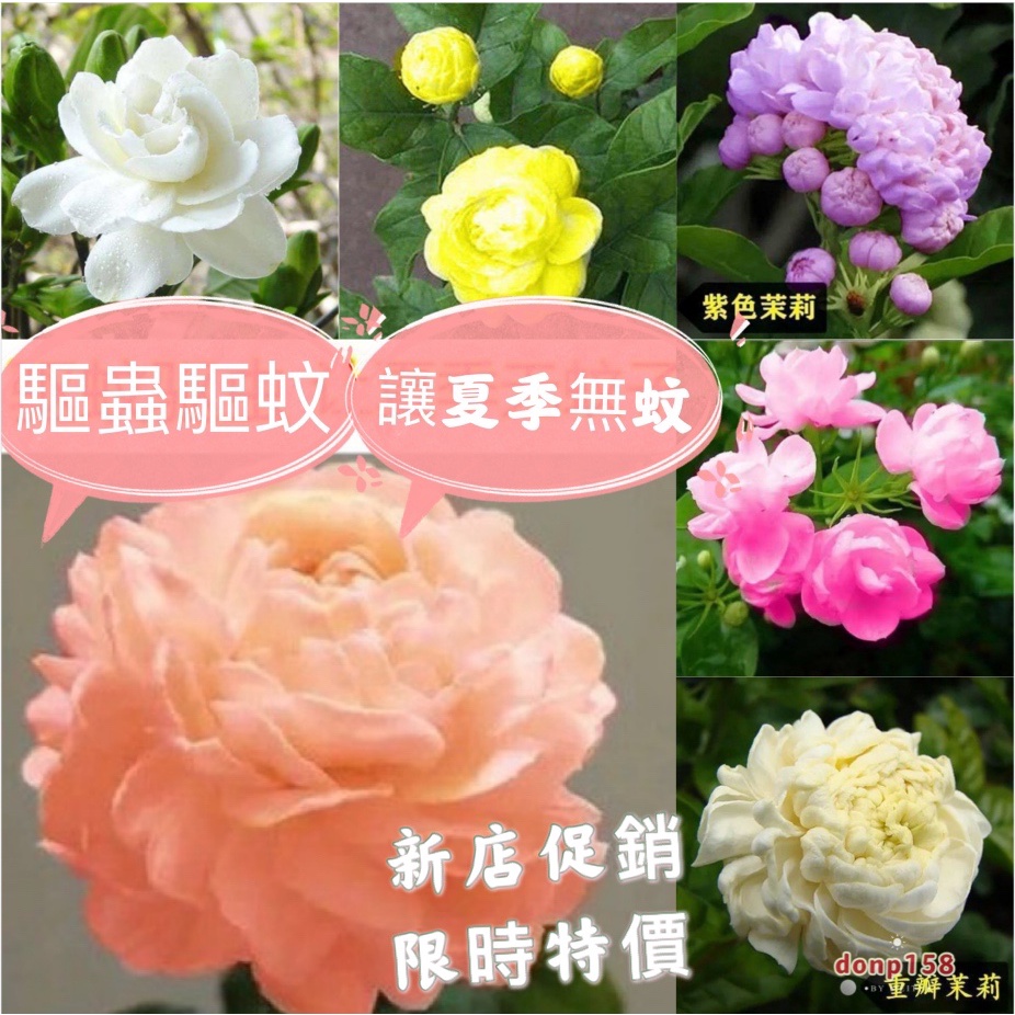 垂枝茉莉 優惠推薦 21年7月 蝦皮購物台灣