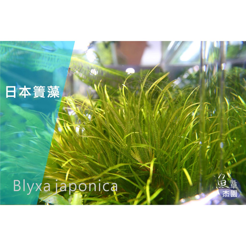 【魚草杰園】日本簀藻  #簀藻 #中景草 #耐熱水草